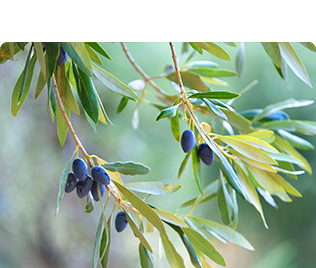 オリーブ葉エキス