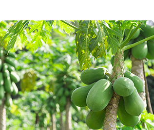 安定型パパイヤ酵素