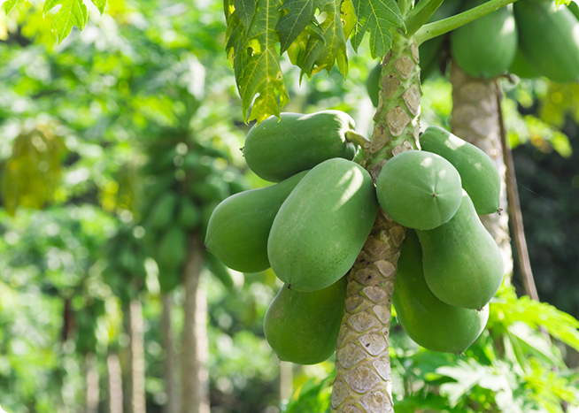 安定型パパイヤ酵素
