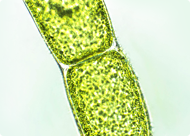 植物プランクトンエキス（整肌成分プランクトンエキス）