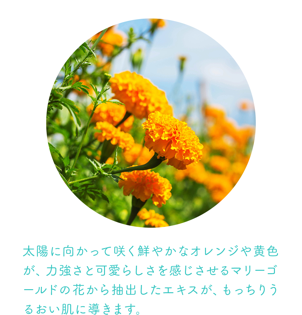 マリーゴールドエキス