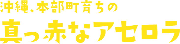 沖縄、本部町育ちの 真っ赤なアセロラ