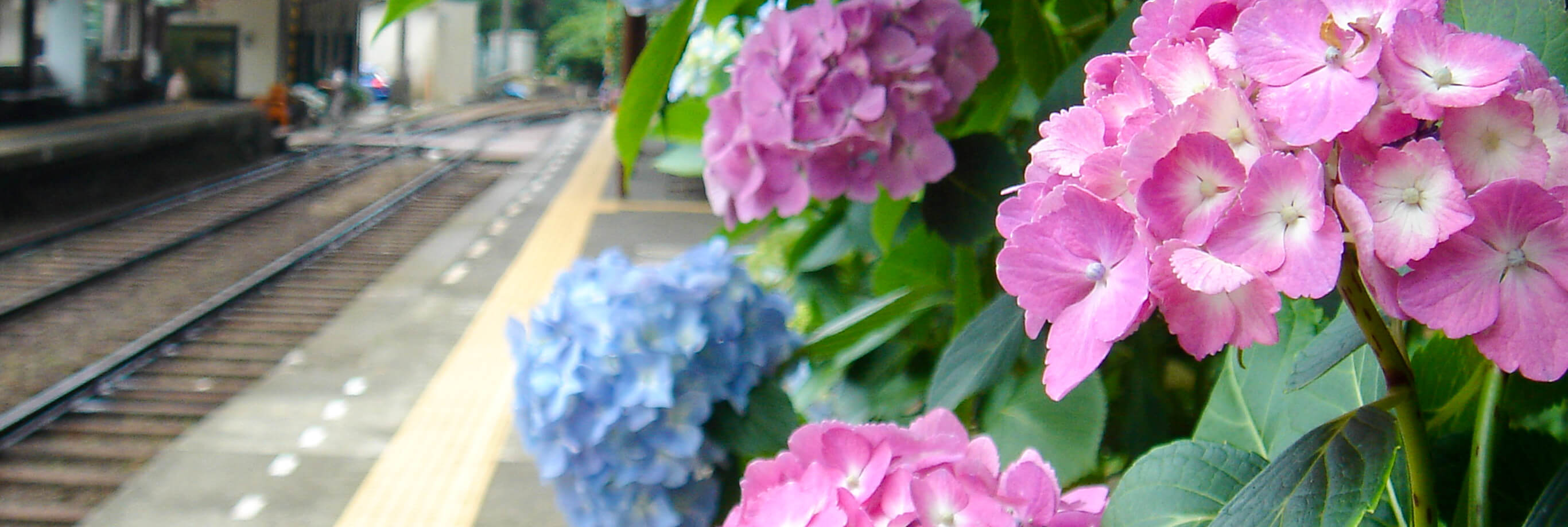 しっとりアジサイ