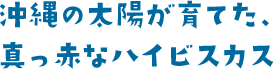 沖縄の太陽が育てた、 真っ赤なハイビスカス